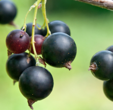 Black Currant Seed Carrier Oil - RBDW