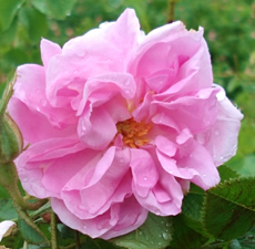 Rose (Bulgaria) 3%
