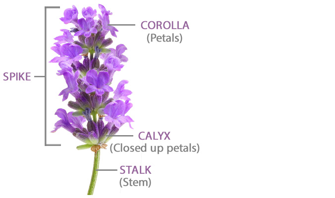Lavender-Flower-Parts