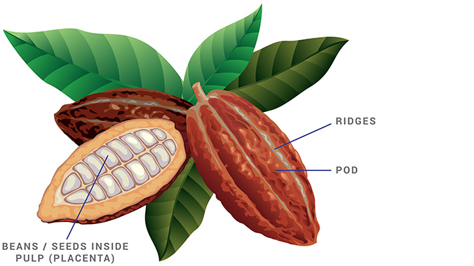 parts of cocoa plant graphic