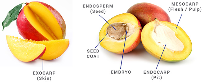 parts of a mango graphic