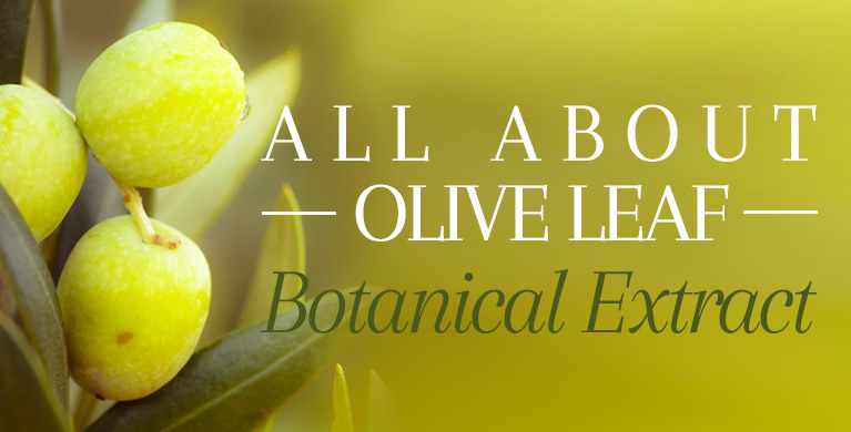 ALL ABOUT OLIVE LEAF EXTRACT