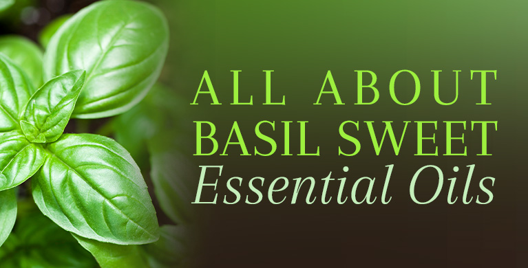 ALL ABOUT BASIL SWEET OIL