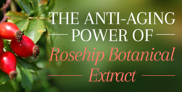 THE ANTI-AGING POWER OF ROSEHIP BOTANICAL EXTRACT