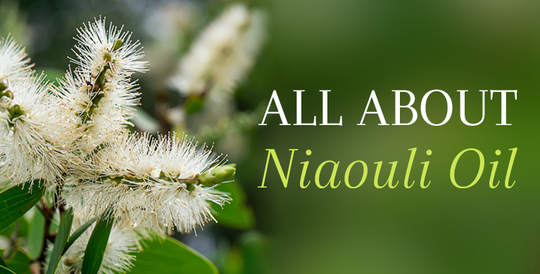 ALL ABOUT NIAOULI ESSENTIAL OIL