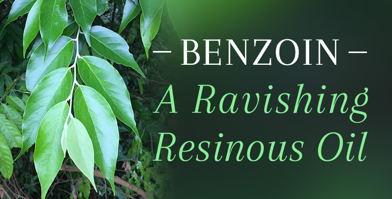 BENZOIN: A RAVISHING RESINOUS OIL