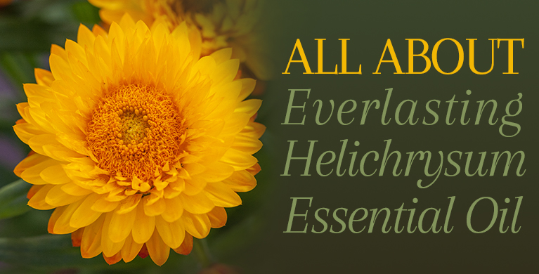 ALL ABOUT EVERLASTING HELICHRYSUM ESSENTIAL OIL