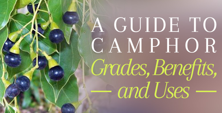 A GUIDE TO CAMPHOR GRADES, BENEFITS, AND USES