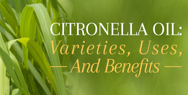 CITRONELLA OIL: VARIETIES, USES, AND BENEFITS