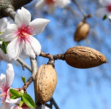 Almond Sweet Carrier Oil - Cosmetic Grade - Refined