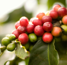 Coffee Oil - Roasted - Verified by ECOCERT / Cosmos Approved