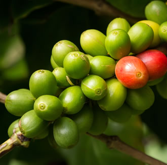 Coffee Oil - Green