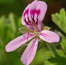 Geranium Essential Oil (Egyptian) - Verified by ECOCERT / Cosmos Approved