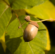 Hazelnut Carrier Oil - Refined - Verified by ECOCERT / Cosmos Approved