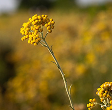 Helichrysum (Imm/Ever) Floral Water