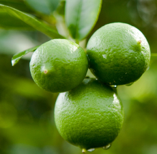 Lime (Persian / Tahiti) Essential Oil
