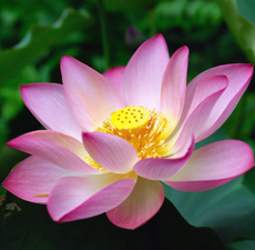 Lotus Absolute - Pink