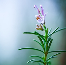 Rosemary Essential Oil - ct Camphor (Spain) - Verified by ECOCERT / Cosmos Approved