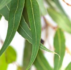 Eucalyptus Globulus 80/85% Essential Oil - Verified by ECOCERT / Cosmos Approved
