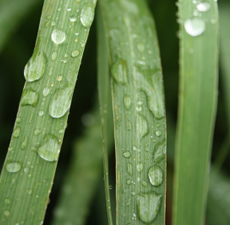 Lemongrass Essential Oil - Verified by ECOCERT / Cosmos Approved