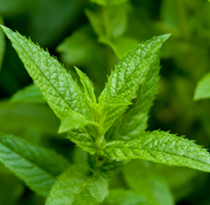 Peppermint Essential Oil (Supreme) - Verified by ECOCERT / Cosmos Approved
