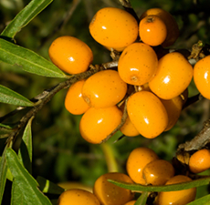 Sea Buckthorn (CO2) Carrier Oil - Verified by ECOCERT / Cosmos Approved