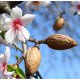Almond Sweet Carrier Oil - Cosmetic Grade - Refined