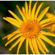 Arnica Herbal Oil - Verified by ECOCERT / Cosmos Approved
