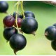 Black Currant Seed Carrier Oil - RBDW