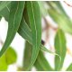 Eucalyptus Organic Essential Oil (Globulus)