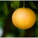 Grapefruit Pink Essential Oil - Verified by ECOCERT / Cosmos Approved