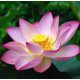 Lotus Absolute - Pink