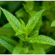 Peppermint Essential Oil (Japanese) - Verified by ECOCERT / Cosmos Approved