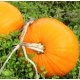 Pumpkin Seed Organic Carrier Oil