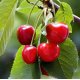 Sour Cherry Seed Organic Carrier Oil