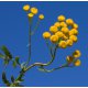 Tansy Blue Essential Oil - Verified by ECOCERT / Cosmos Approved