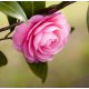 Camellia Seed Carrier Oil - RBD - Verified by ECOCERT / Cosmos Approved