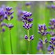 Lavender Essential Oil (France)