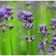 Lavender (Natural Blend) Essential Oil - Verified by ECOCERT / Cosmos Approved