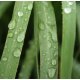 Lemongrass Essential Oil - Verified by ECOCERT / Cosmos Approved