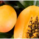 Mango Papaya Fragrance Oil