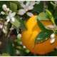 Orange Organic Essential Oil (Sweet)