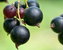 Black Currant Seed Carrier Oil