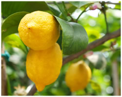 Lemon (Argentina) Essential Oil