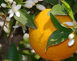 Orange Sweet Organic Oil